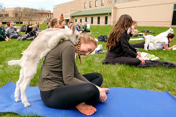 A baby goat puts a feet on a students back to nuzzle her ear at UWGB Goat Yoga