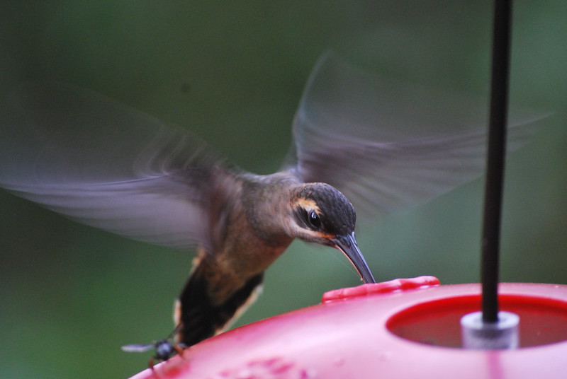 Hummingbird