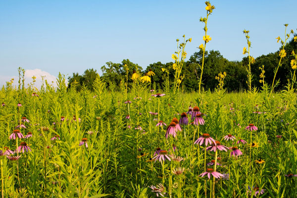 Wild flowers in grassy meadow