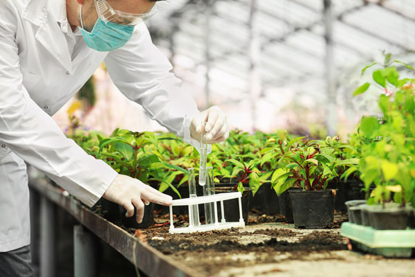 Male in lab coat works in green house