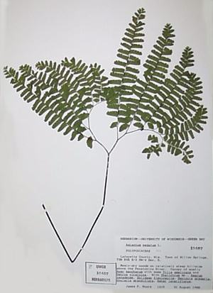 Herbarium Voucher