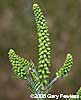 male flowers