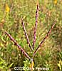 inflorescence