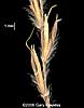 spikelets