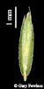 spikelet