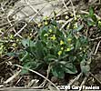 draba nemorosa