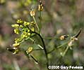 Draba nemorosa