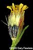 flowering head, dissected