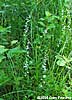 Lobelia spicata plant