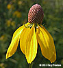 flower head