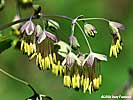 male flowers