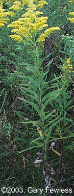 Vascular Plants of Wisconsin: Solidago canadensis, Canada goldenrod