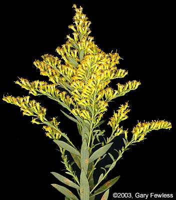 Vascular Plants of Wisconsin: Solidago canadensis, Canada goldenrod