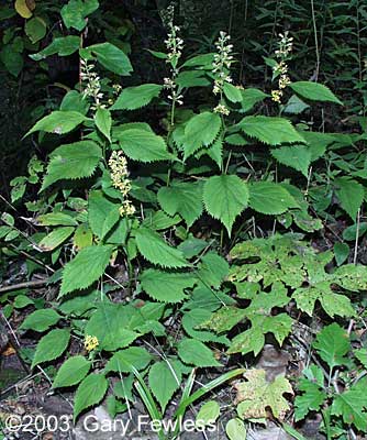 Vascular Plants of Wisconsin: Solidago flexicaulis, zigzag goldenrod