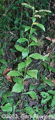 Vascular Plants of Wisconsin: Solidago ulmifolia, elm-leaved goldenrod