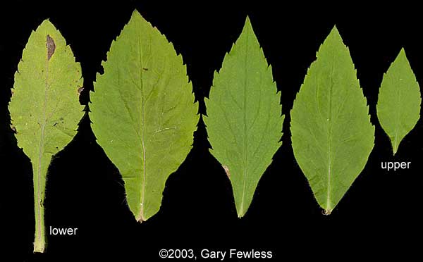 Vascular Plants of Wisconsin: Solidago ulmifolia, elm-leaved goldenrod