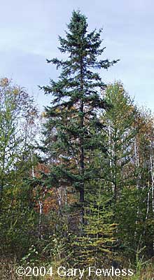 picea mariana black spruce tree