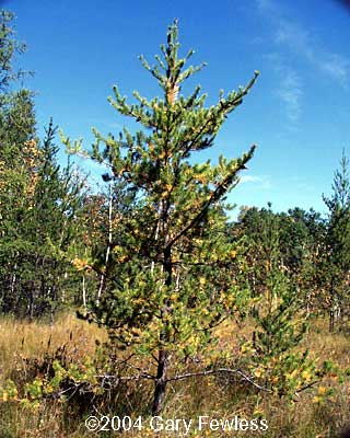 jack pine tree