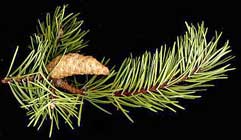 Pinus Banksiana