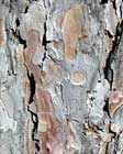 close-up of bark described at left.