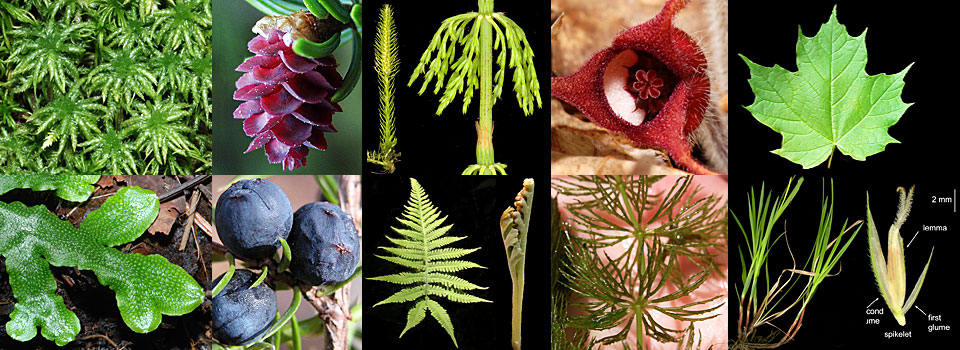 Plant Biodiversity collage.