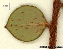 leaf undersurface