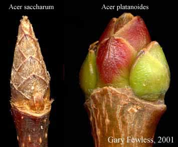 acer saccharum buds