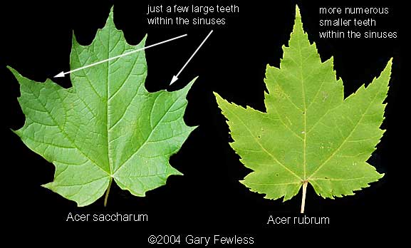 Trees of Wisconsin