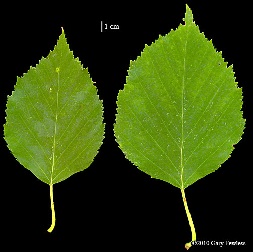 paper birch leaf