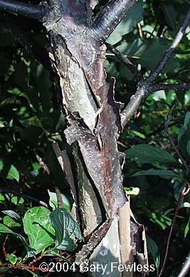 quercus bicolor twig