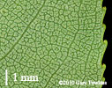 leaf undersurface