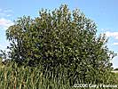 Salix pentandra plant