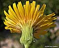 flower head