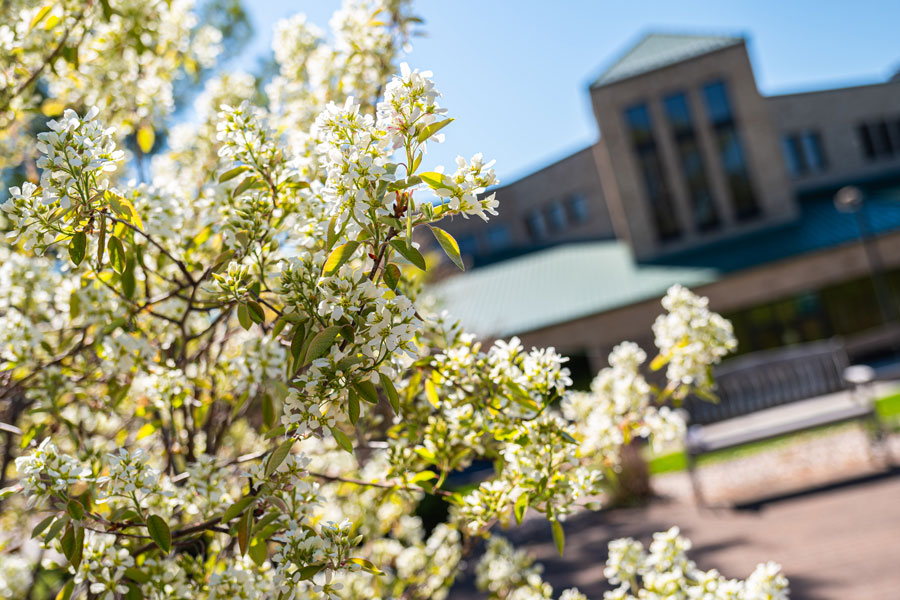 Flowers on campus