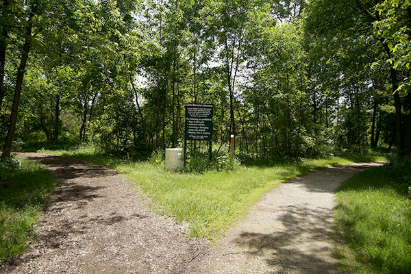 Forked path in the woods