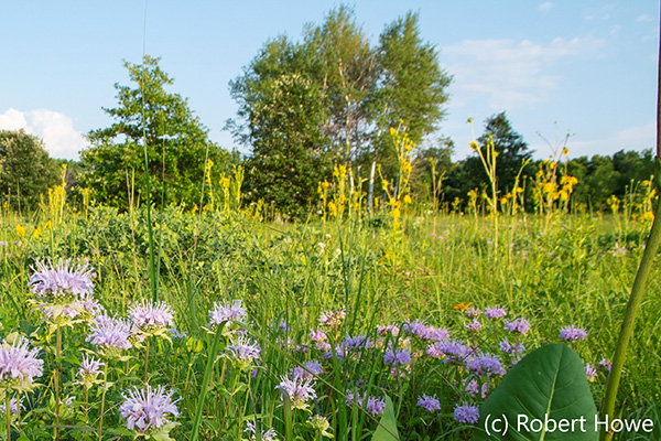 Field of purple and yellow flowers