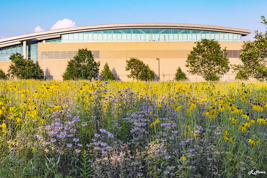 Field of wild flowers in front of campus building