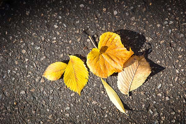 yellow fall leaves on asphalt