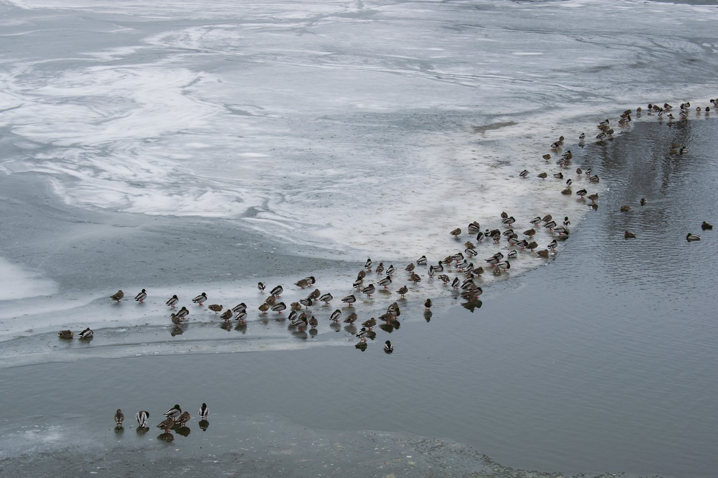Photo of ducks in a line on a beach.