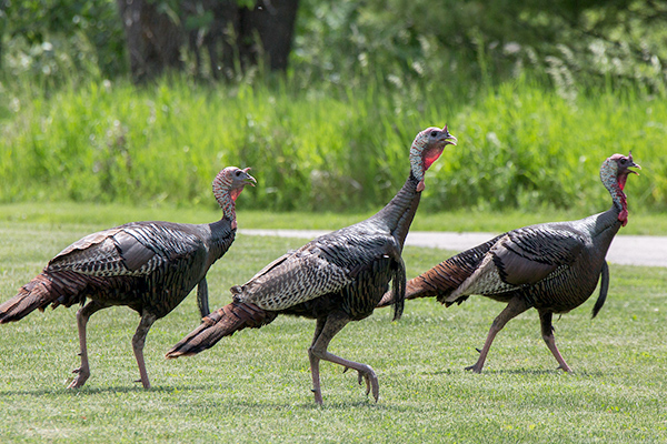 Three turkeys walking through campus