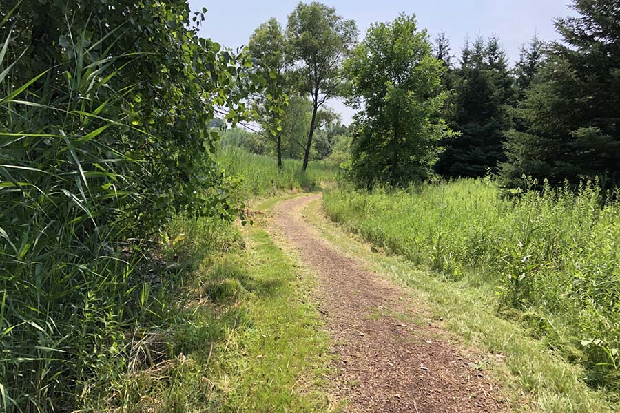 Dirt trail through trees and grasses