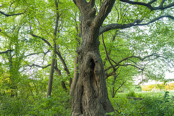 Large Bur Oak Tree