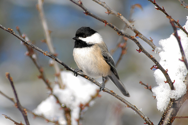 Chickadee on snowy branch