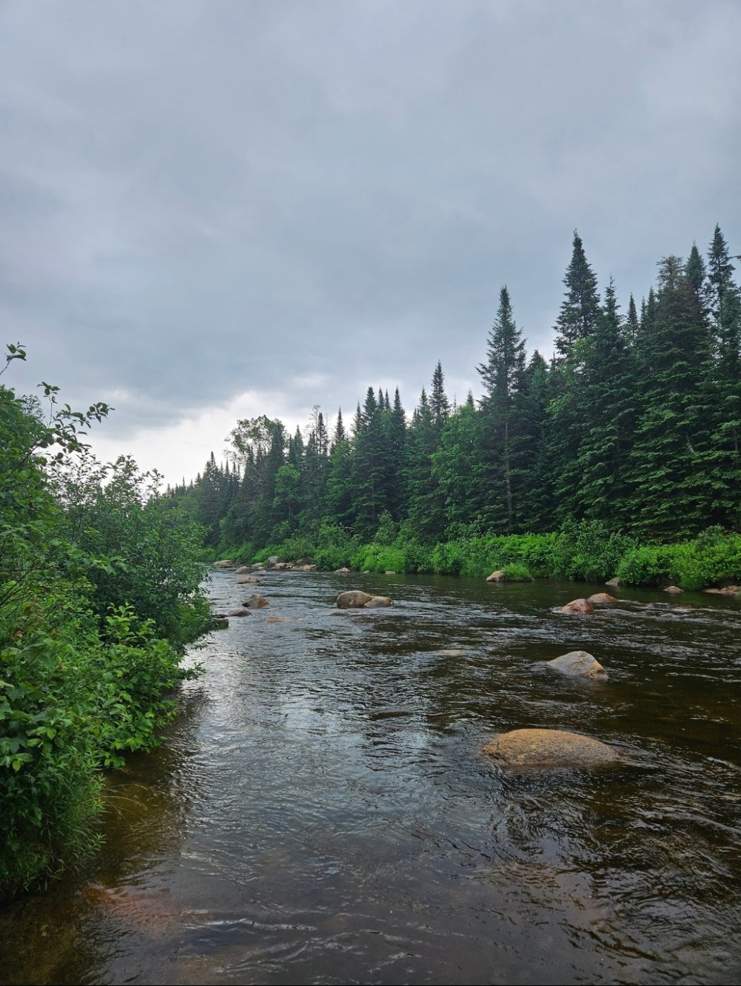 Photo of a stream in a forest