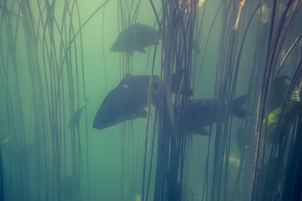 Carp swimming underwater