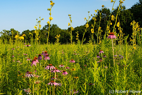 Prairie flowers