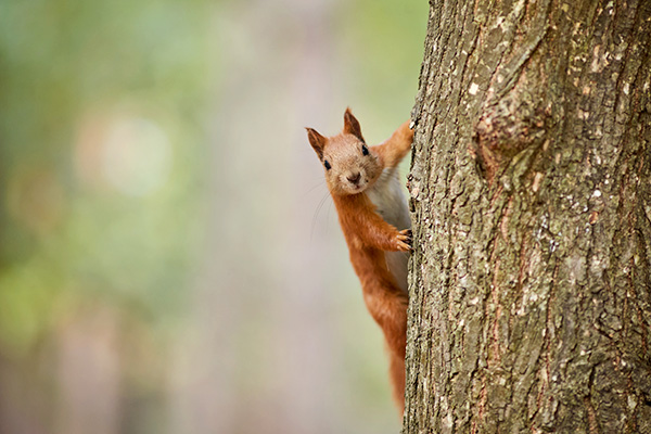 Red squirrel climbing tree