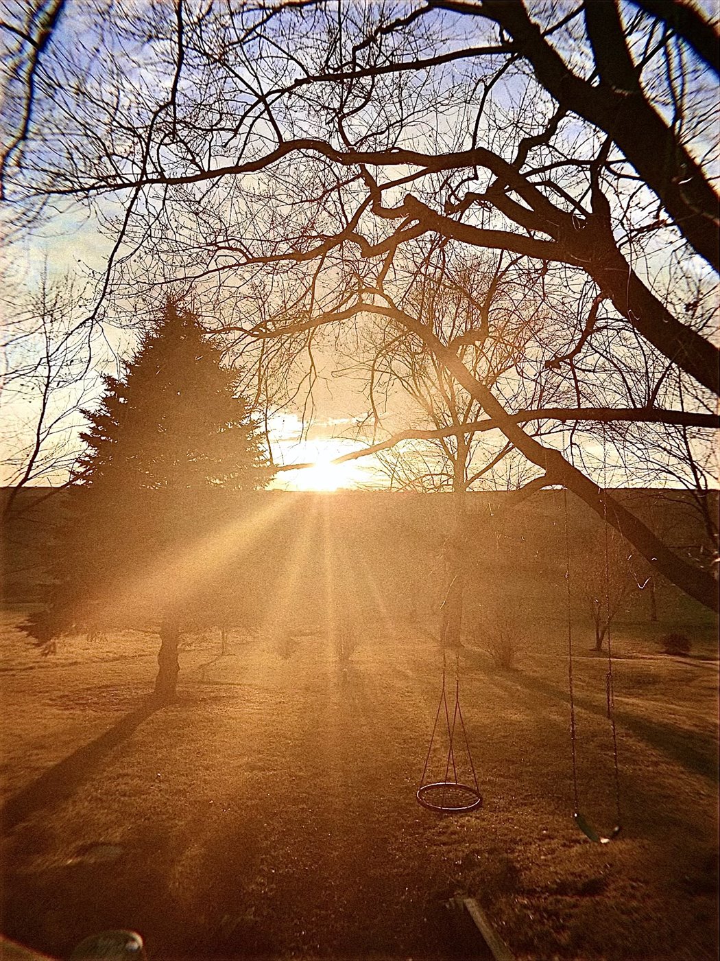 Photo: Tree with tire swing and a sunset behind it