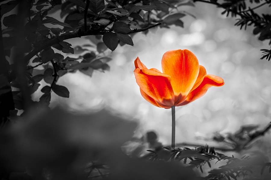 bright orange poppy flower isolated against a black and white background