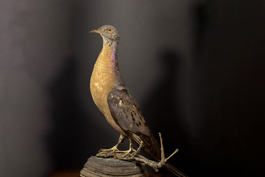 Passenger Pigeon on display at Richter Museum 